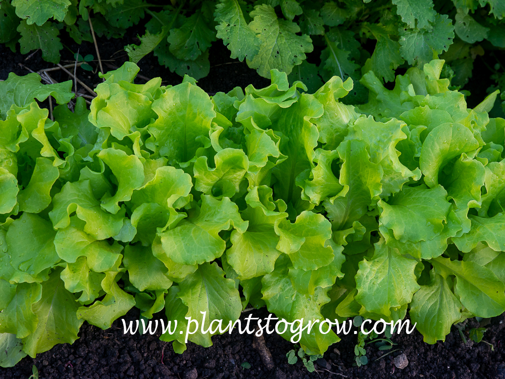 Simpson Elite Leaf Lettuce (Lactuca)